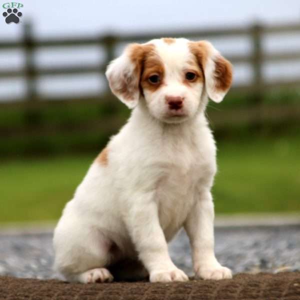 Sweets, Brittany Spaniel Puppy