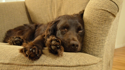 6 Facts About Boykin Spaniels