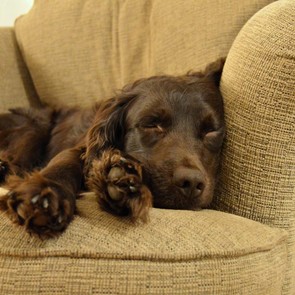 boykin spaniel puppy sleeping