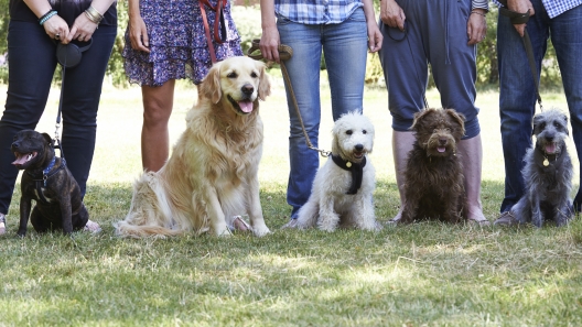 4 Common Mistakes First-Time Dog Owners Make