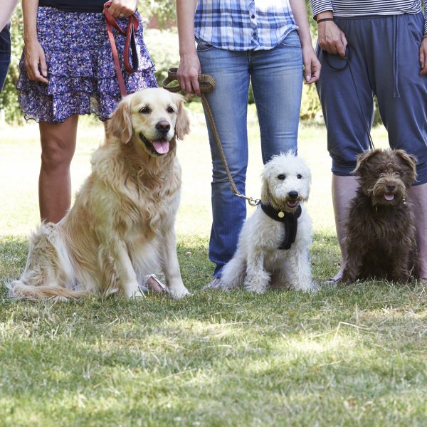 dogs and owners at an obedience class