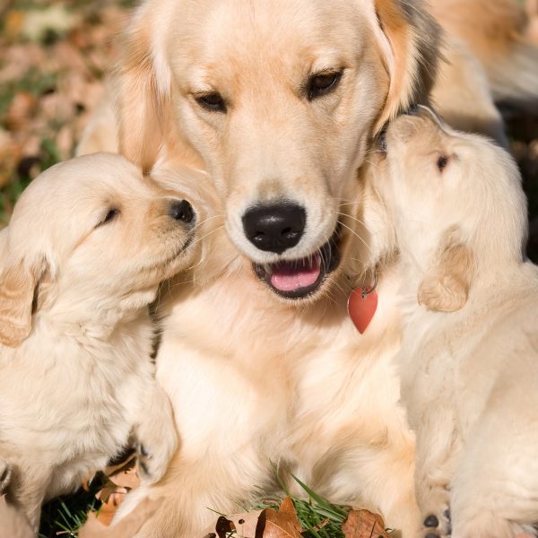 golden retriever puppies licking adult retriever's ears