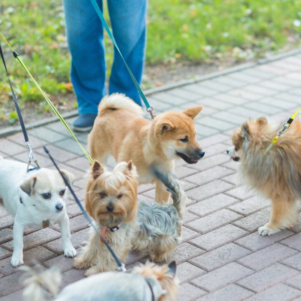 group of leashed dogs meeting while on a walk