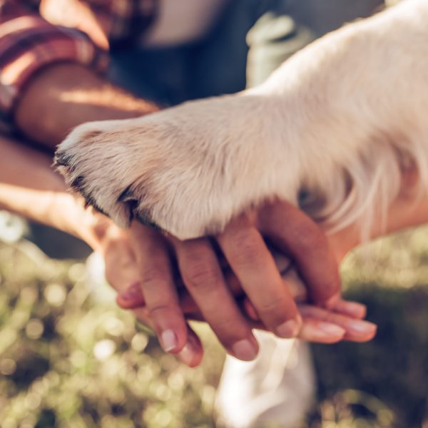 people stacking their hands together, dog with paw on top