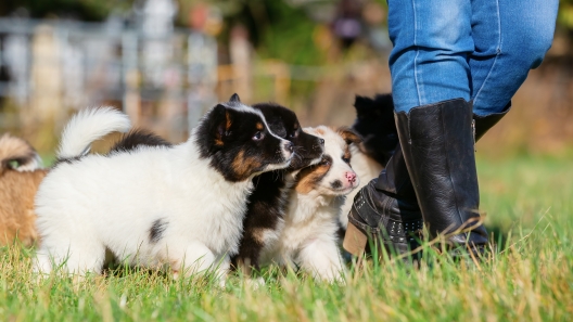 4 Things Dog Trainers Wish Dog Owners Knew