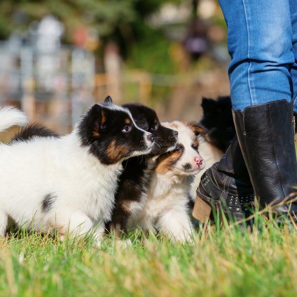 puppies following behind someone walking