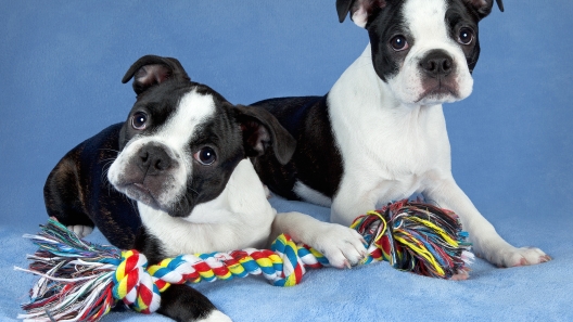 4 Facts About Boston Terriers