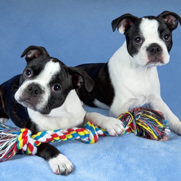 two boston terrier puppies with a rope dog toy