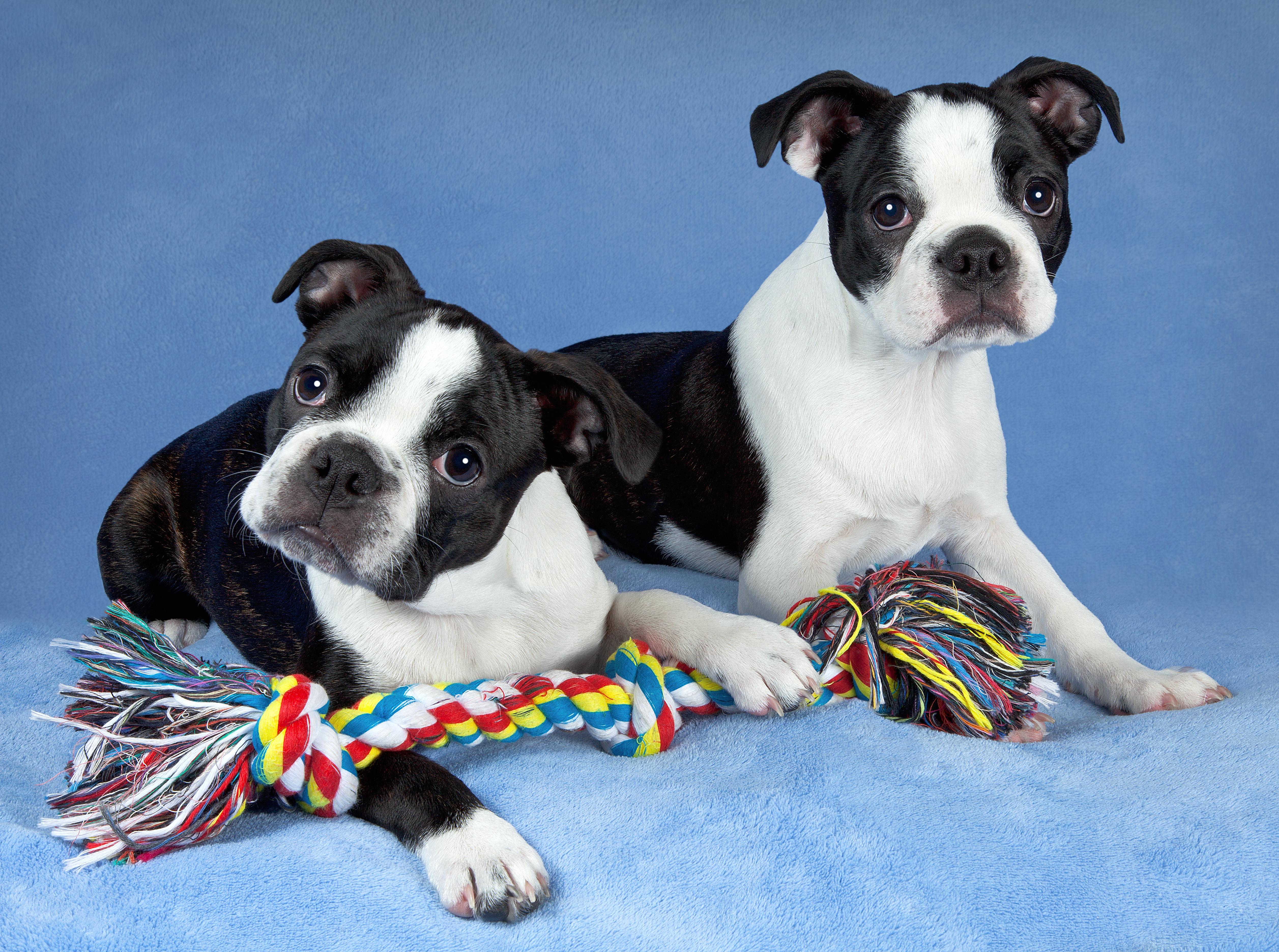 Glat Bør Tilsætningsstof 4 Essential Facts About Boston Terriers | Greenfield Puppies