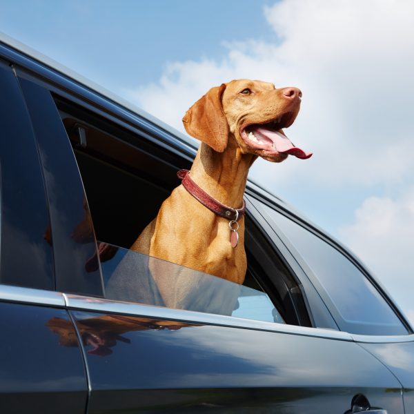 vizsla dog looking out of a car window