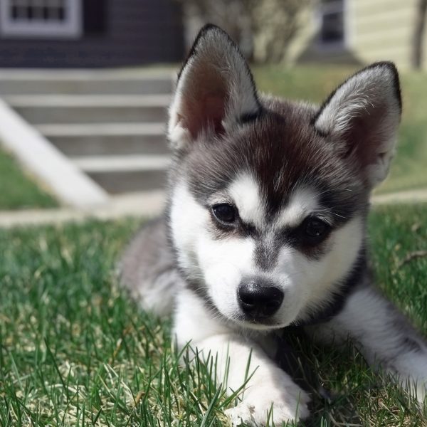 alaskan klee kai puppy