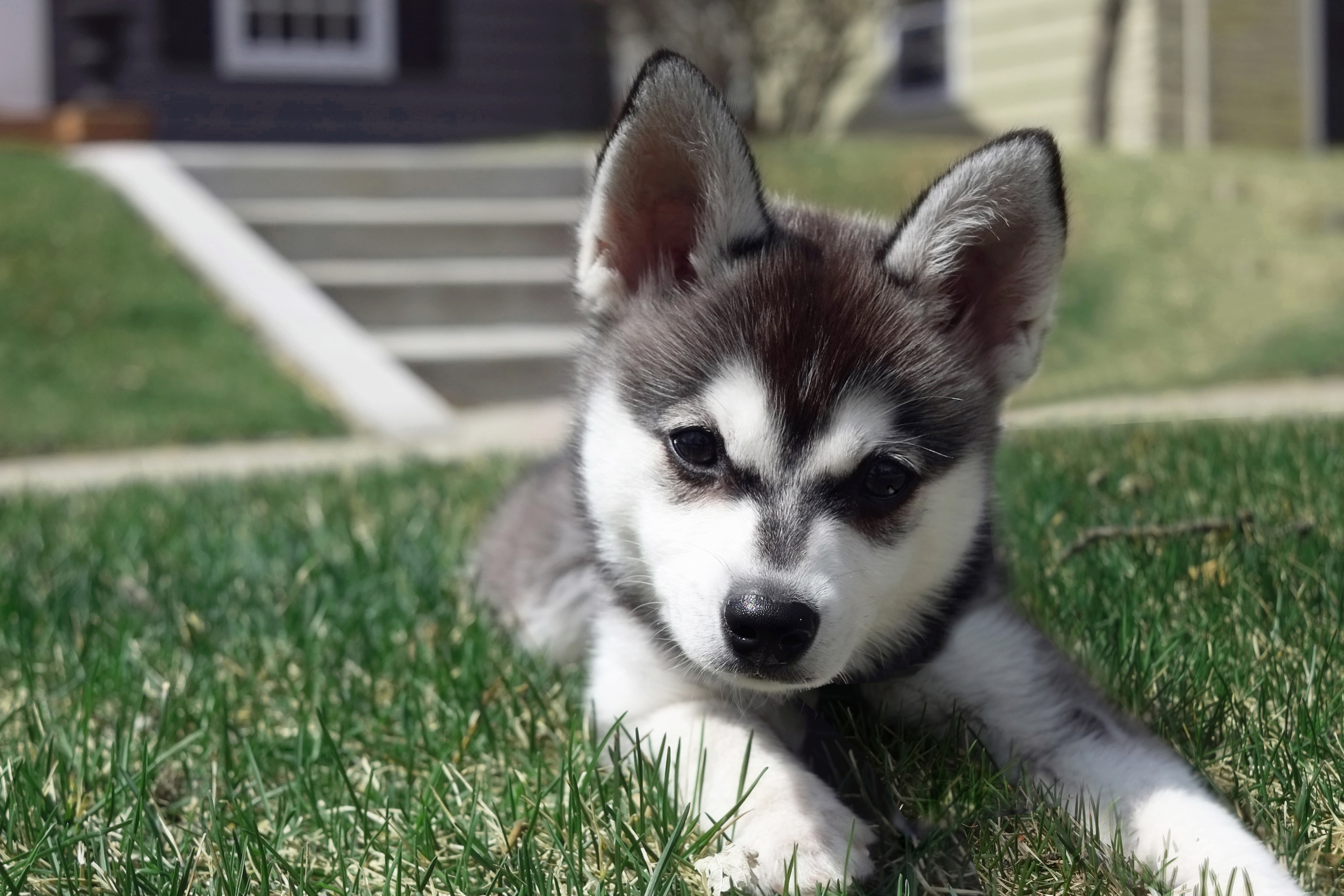 alaskan klee kai toy breeders Blair Utley