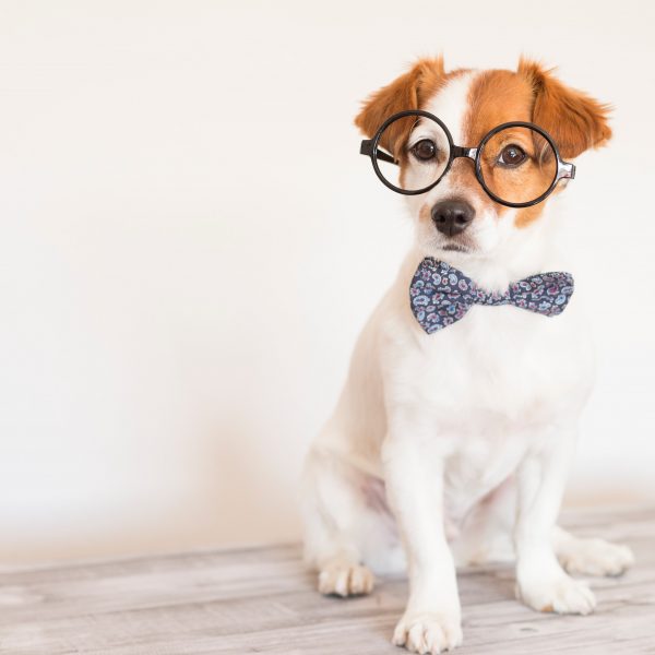 cachorro marrom e branco usando óculos e gravata borboleta