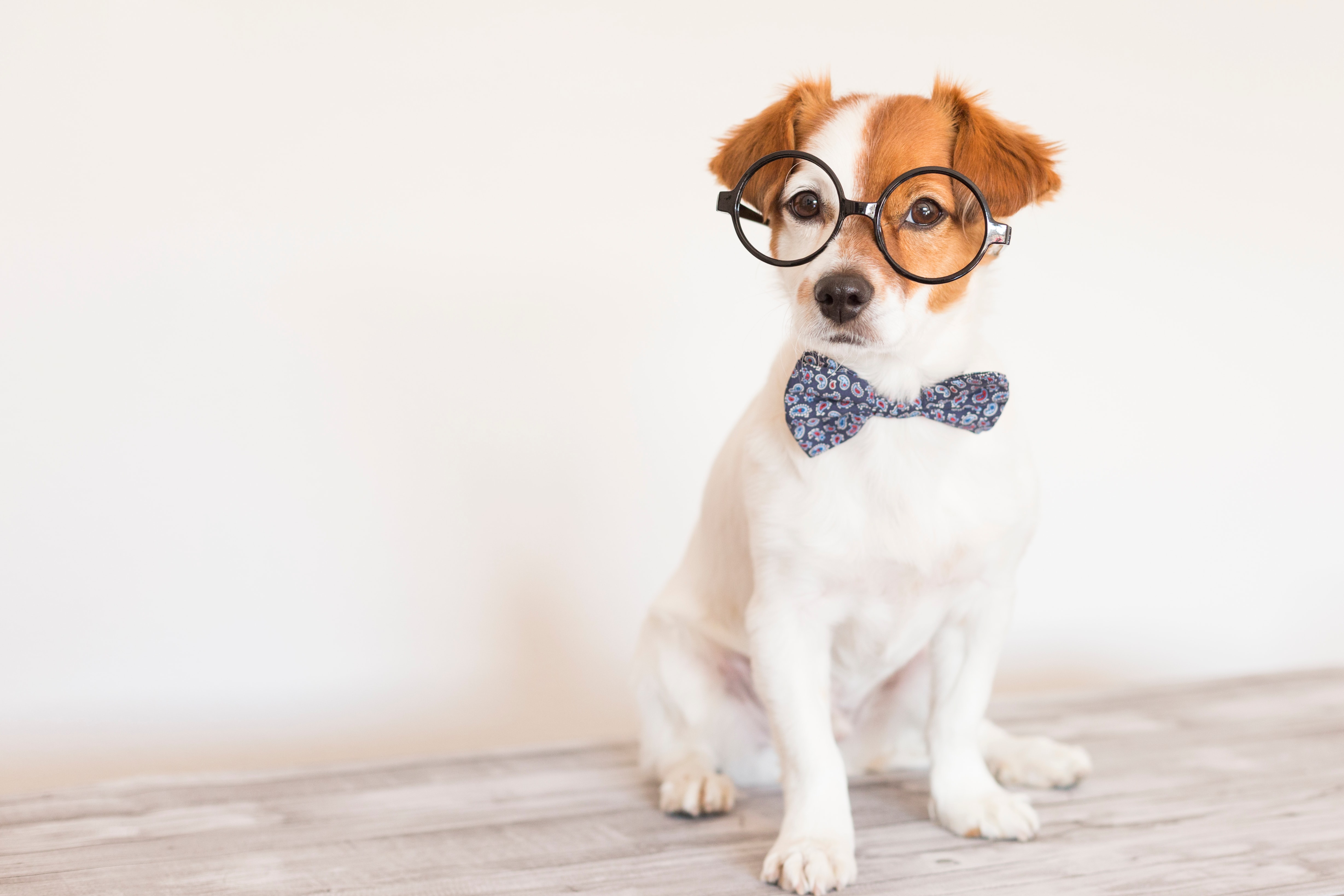 https://cdn.greenfieldpuppies.com/wp-content/uploads/2019/06/brown-and-white-dog-wearing-glasses-and-a-bow-tie.jpg