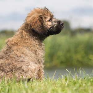 Catalan Sheepdog