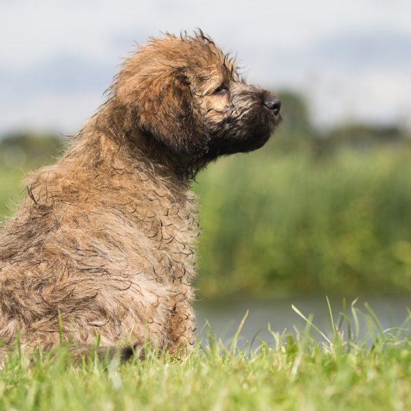 Catalan Sheepdog puppy