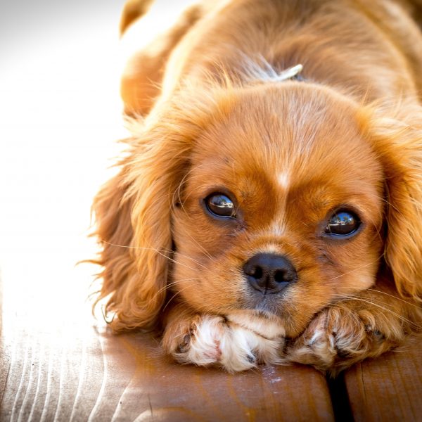 cavalier king charles spaniel puppy