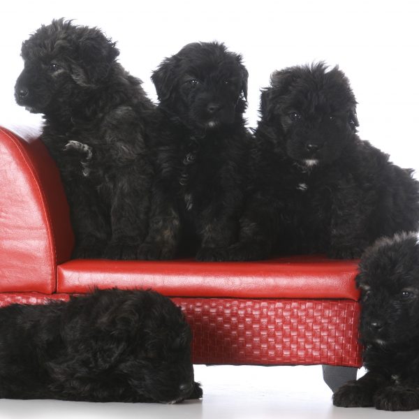 group of bouvier des flandres puppies