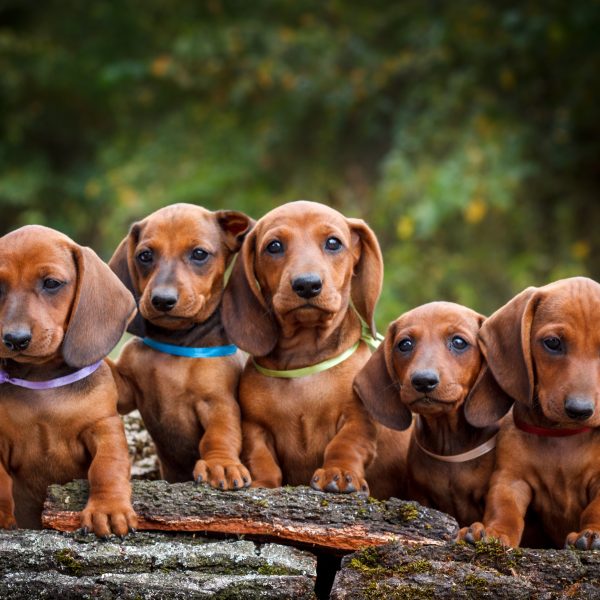 grupo de cachorros dachshund