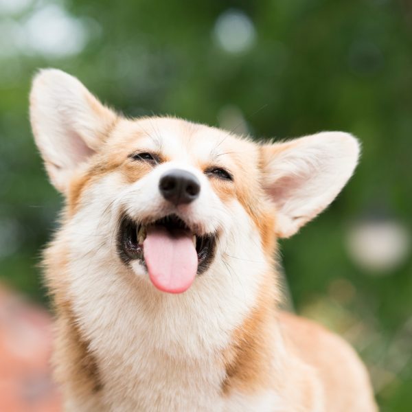 smiling relaxed corgi