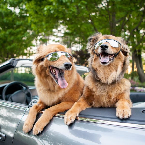 two dogs wearing sunglasses in a convertible