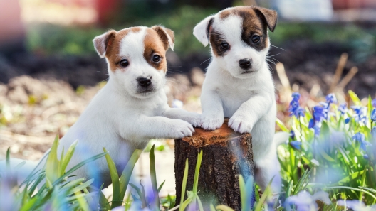6 Signs You’re Not Ready for a Puppy