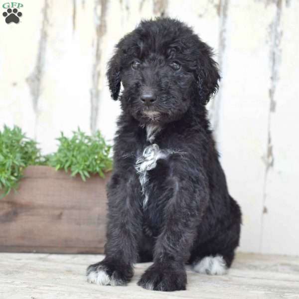 Airedoodle Puppy