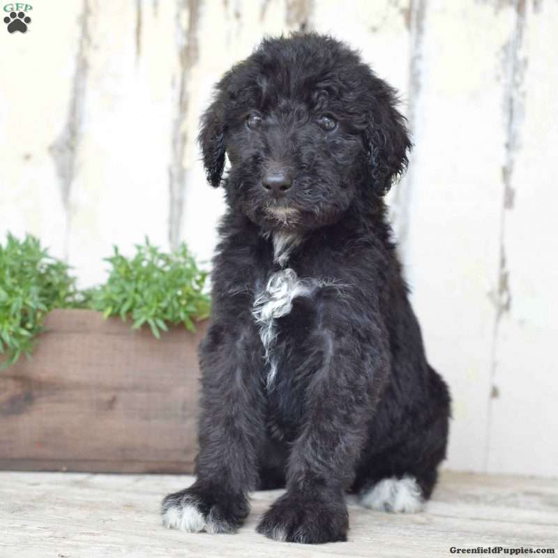 Airedoodle Puppies for Sale Greenfield Puppies