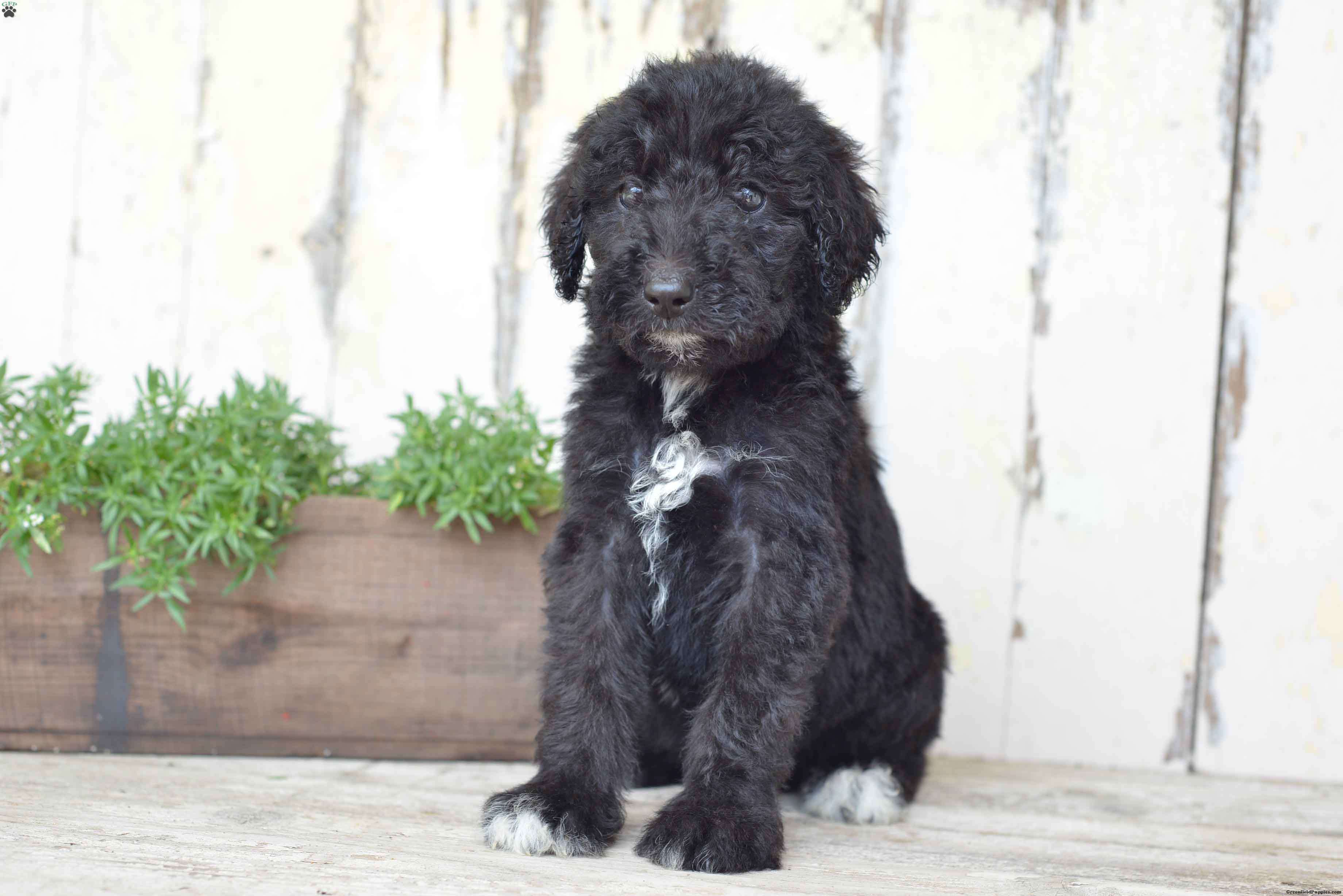 5. Puppies for Sale by Private Owners on Greenfield Puppies - wide 5