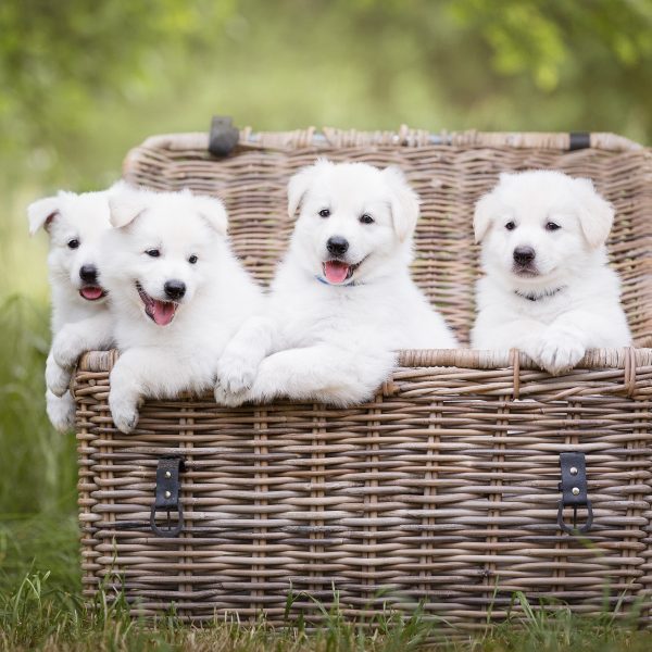 quatro cachorros brancos em uma cesta