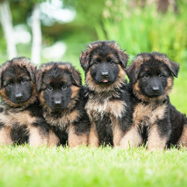 german shepherd puppies sitting in grass