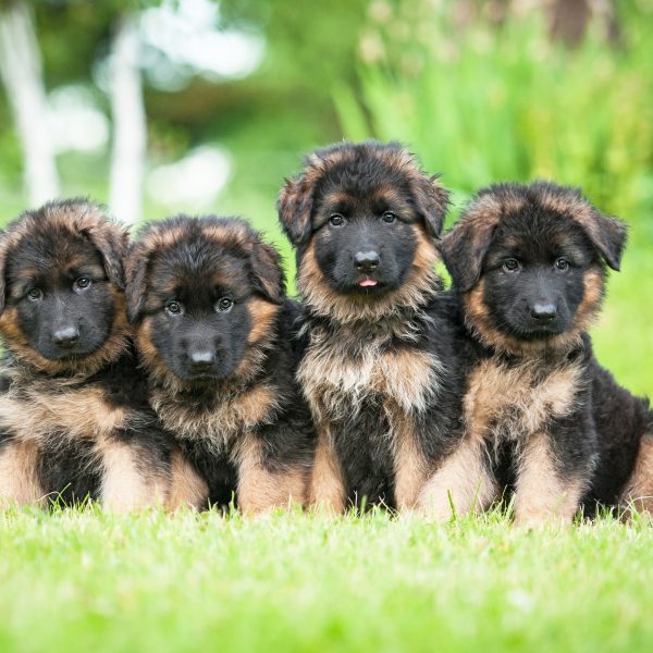 why do german shepherd puppies dig