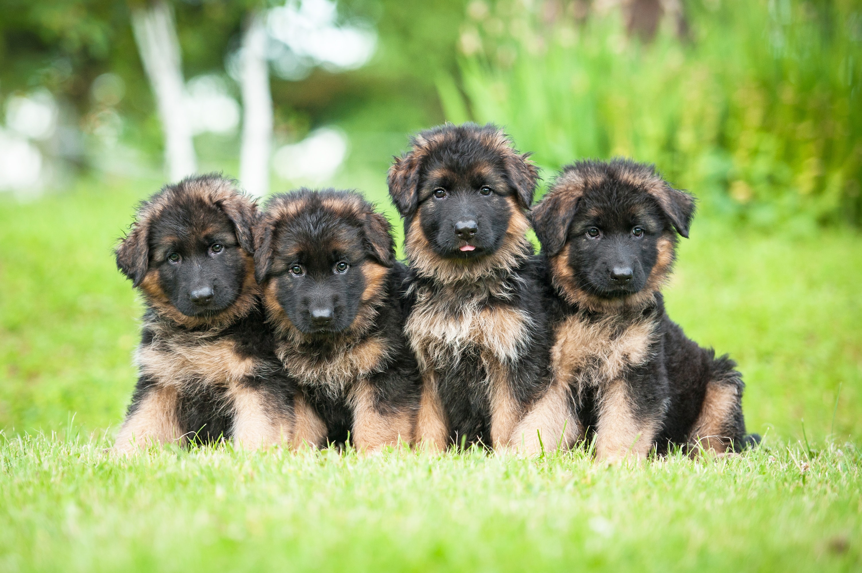 8 Facts About German Shepherds Greenfield Puppies