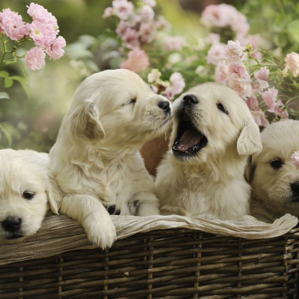 golden retriever puppies in a basket