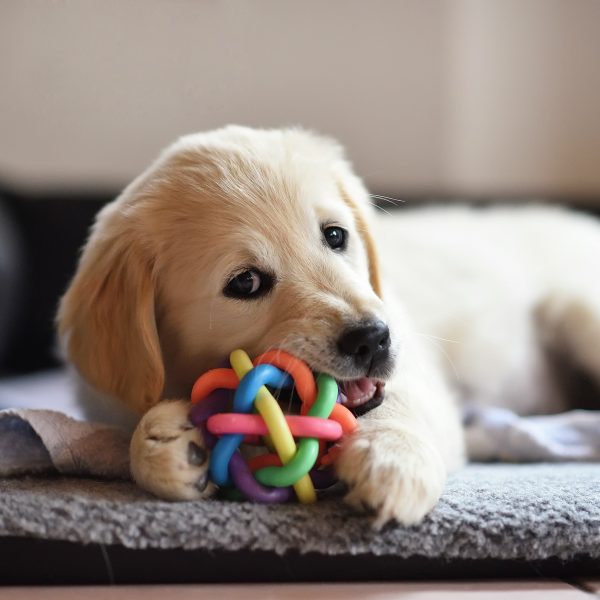 golden retriever puppy chewing on a toy