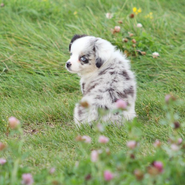 miniature australian shepherd puppy sitting in grass