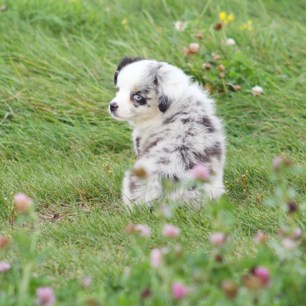 Short haired mini australian hot sale shepherd