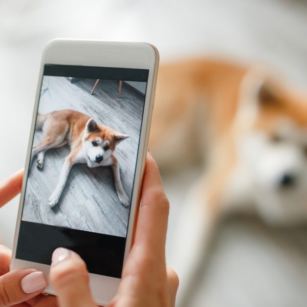 person taking a picture of dog with a smartphone