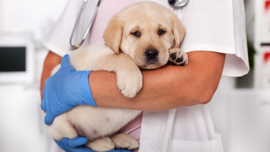 What You Should Know About Heartworm in Dogs