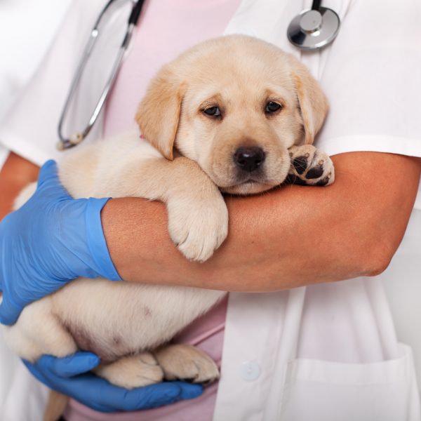 yellow lab puppy held in vet's arms