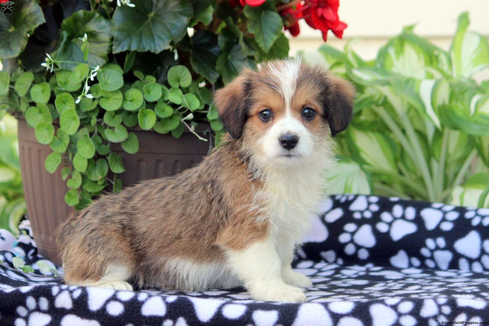 Shops corgi goldendoodle