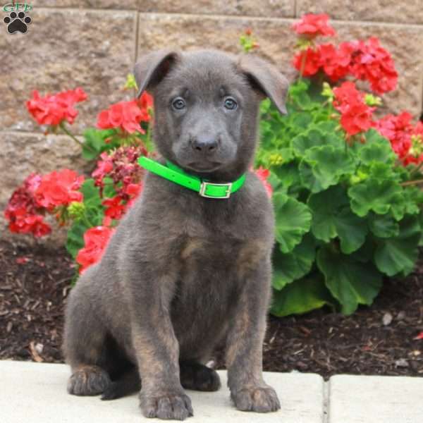 Dutch Shepherd Puppy