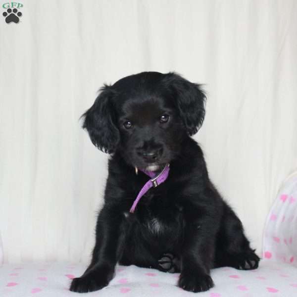 Tinker, Cocker Spaniel Mix Puppy