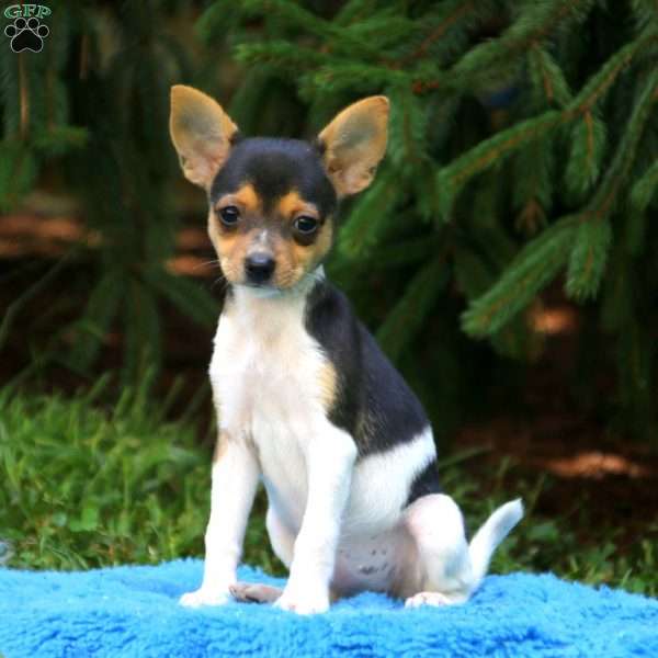 Fox Terrier-Smooth Puppy