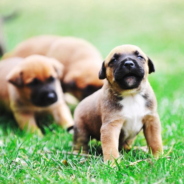 belgian malinois puppies in grass