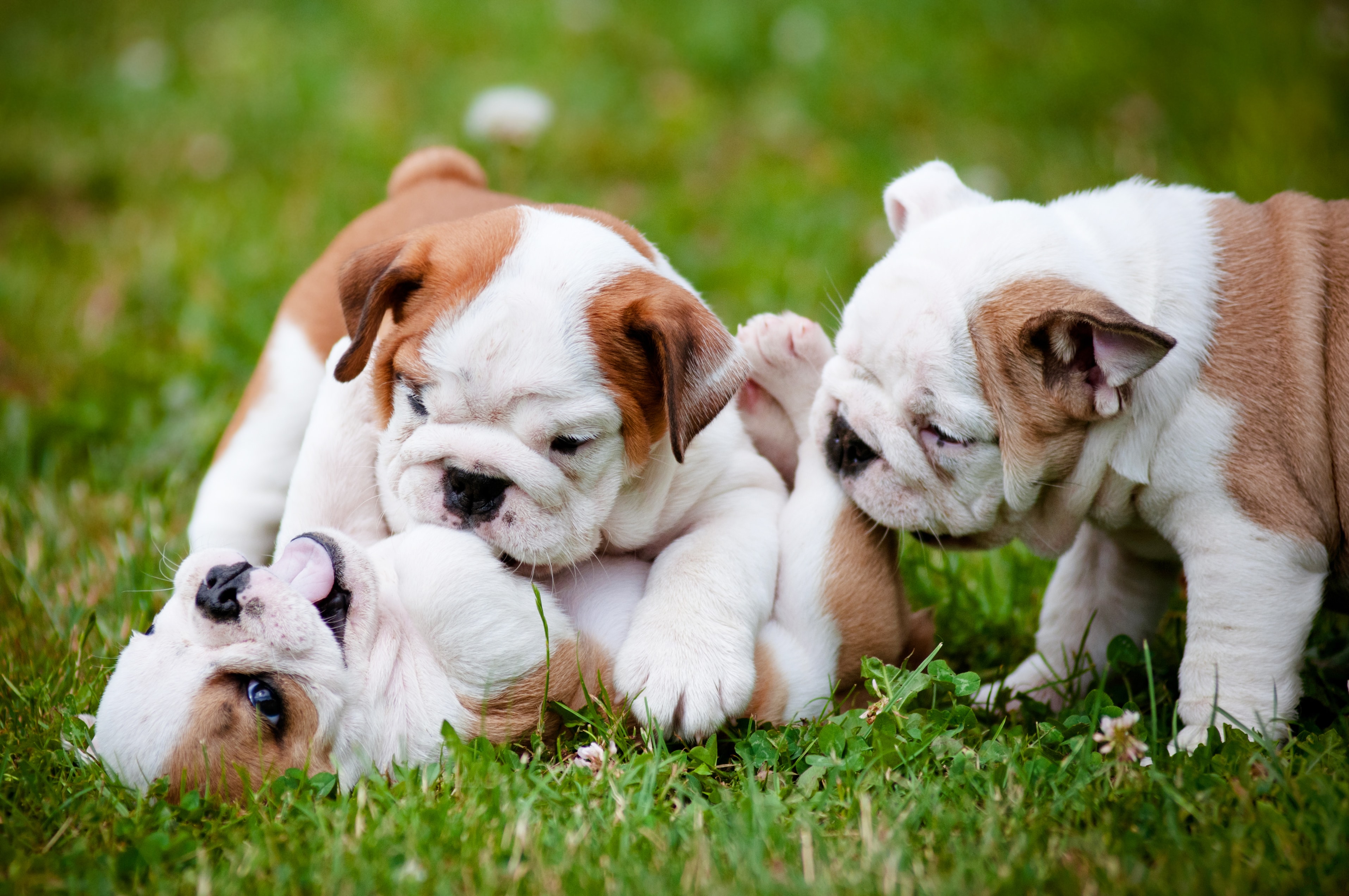 5 Things to Know About English Bulldog Puppies | Greenfield Puppies
