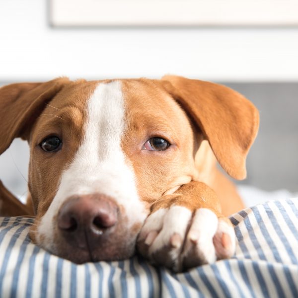 fawn and white puppy on a striped bed