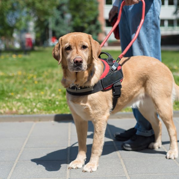 service dog working as a guide dog