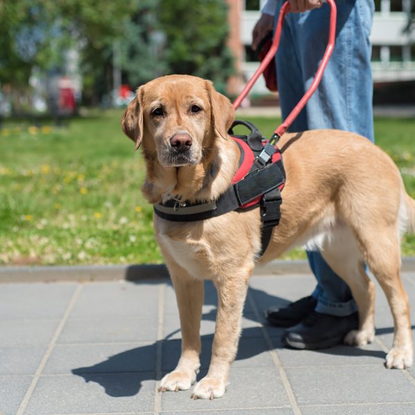 are golden retrievers good service dogs