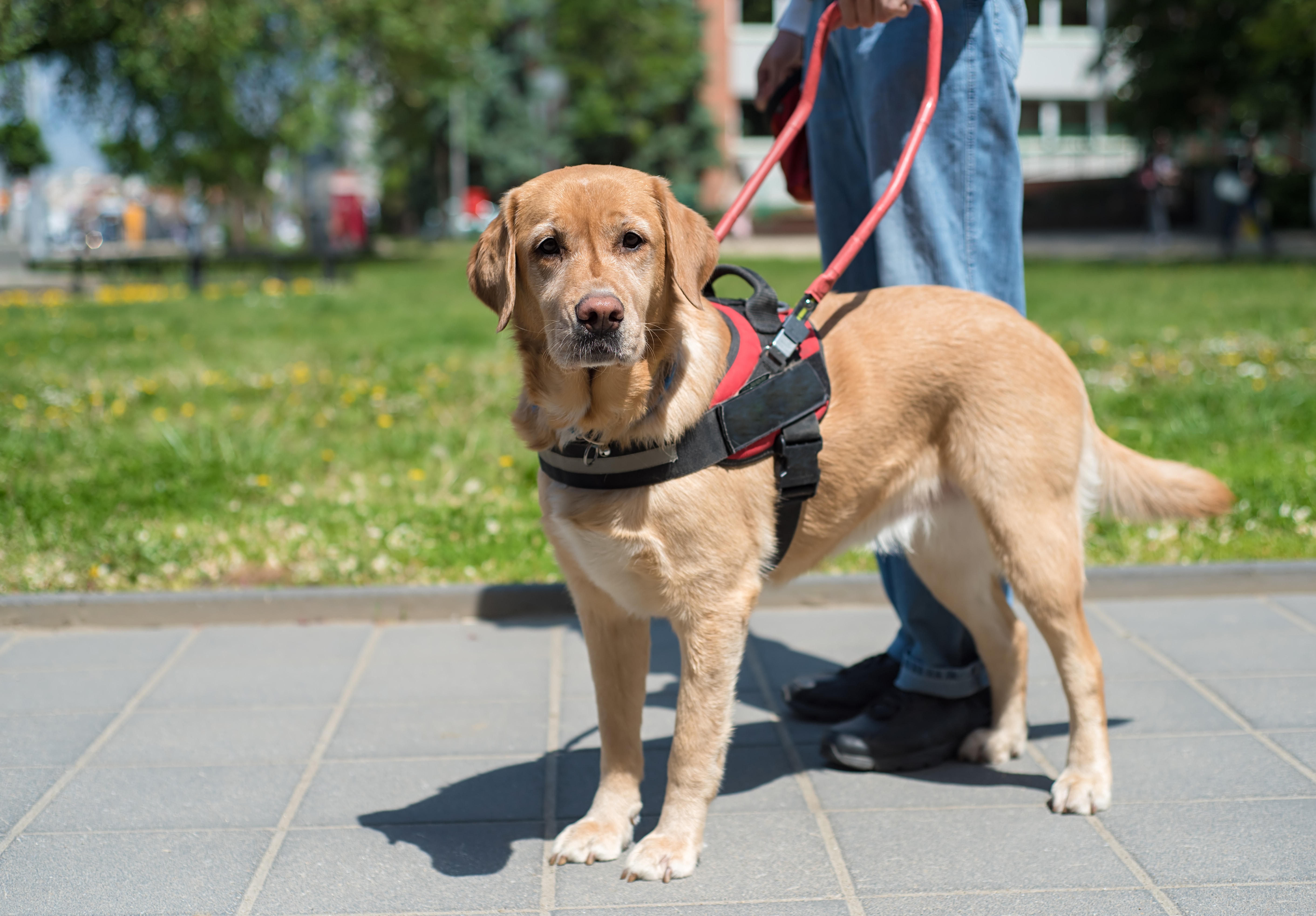 7 Dog Breeds That Make The Best Service Dogs Greenfield Puppies